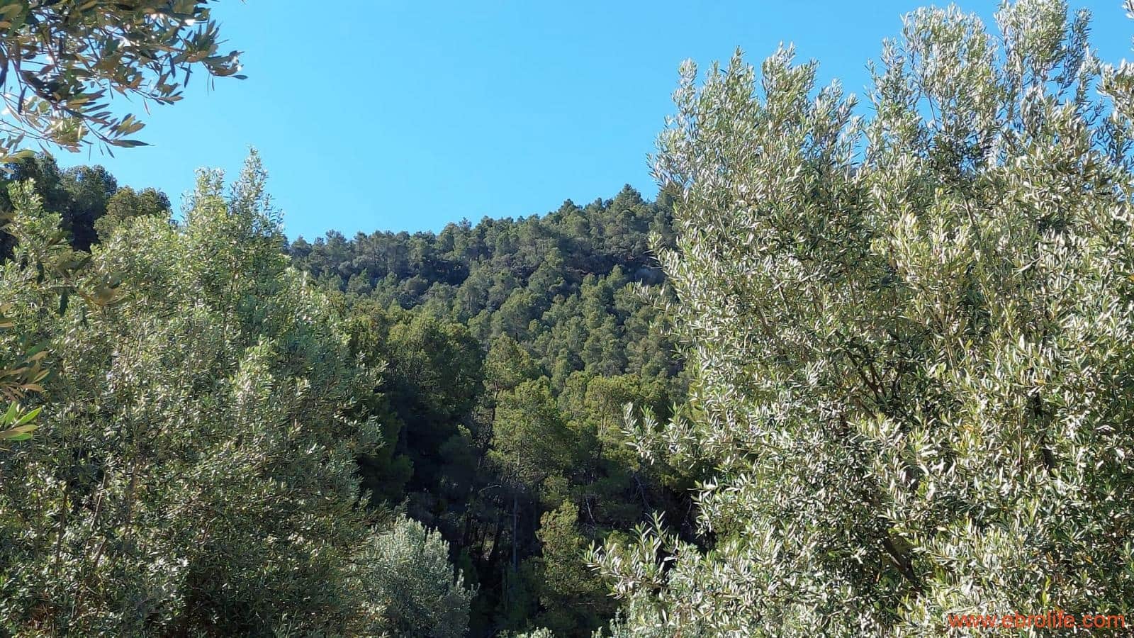 1 bedroom Finca/Country House for sale in Fuentespalda - € 47,000 (Ref: 8423712)