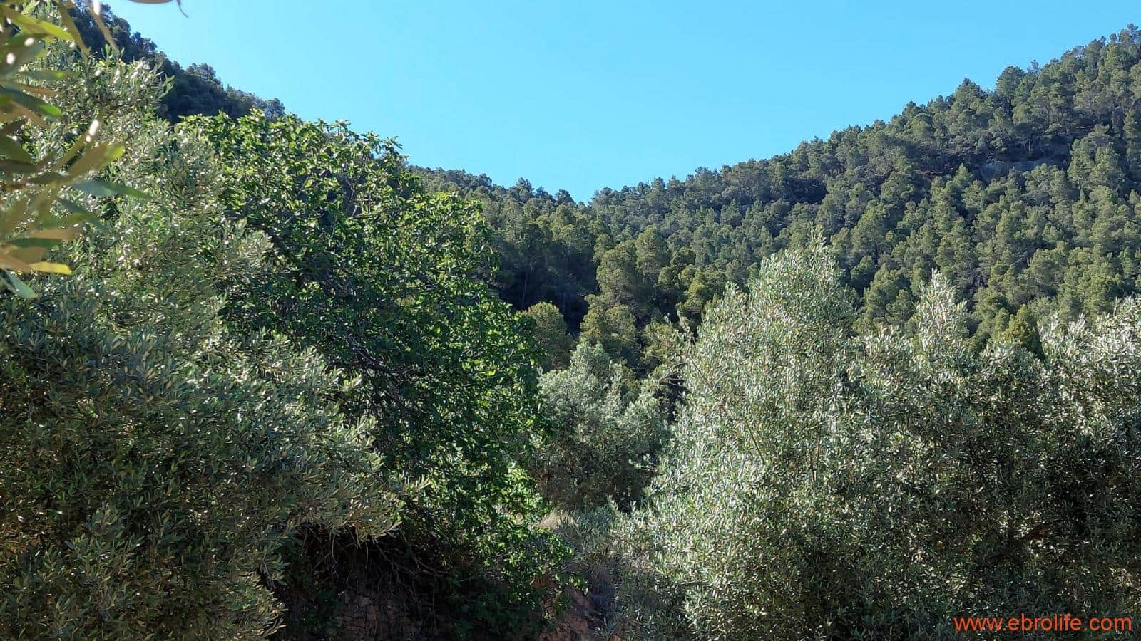 1 bedroom Finca/Country House for sale in Fuentespalda - € 47,000 (Ref: 8423712)