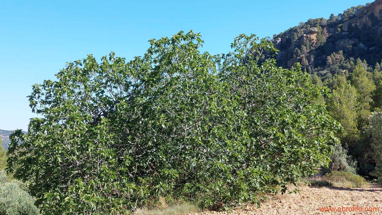 1 bedroom Finca/Country House for sale in Fuentespalda - € 47,000 (Ref: 8423712)