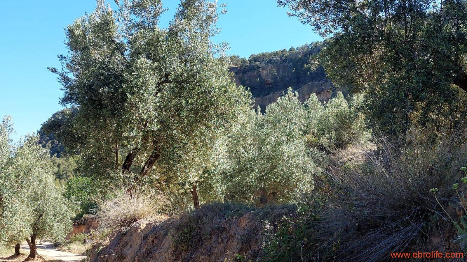 1 bedroom Finca/Country House for sale in Fuentespalda - € 47,000 (Ref: 8423712)