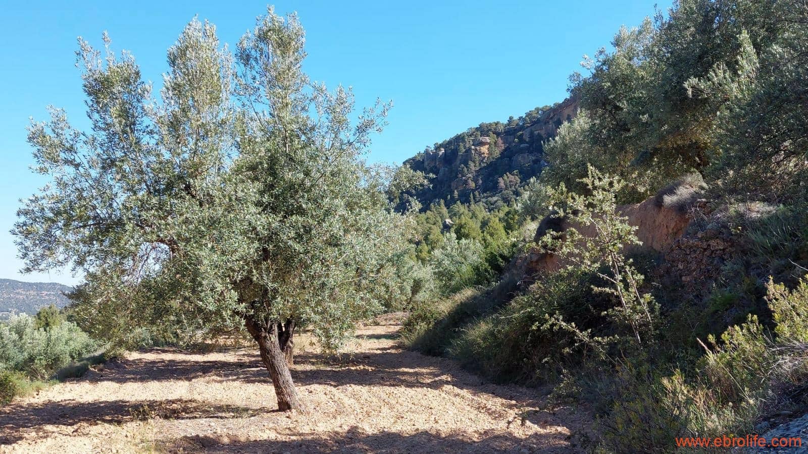 1 bedroom Finca/Country House for sale in Fuentespalda - € 47,000 (Ref: 8423712)