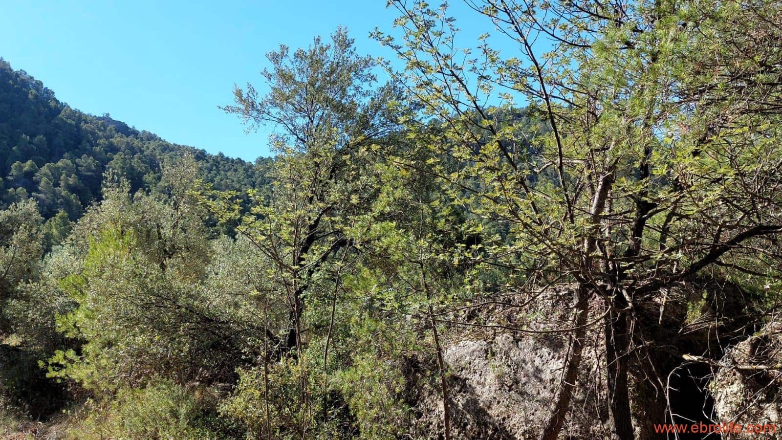 1 bedroom Finca/Country House for sale in Fuentespalda - € 47,000 (Ref: 8423712)