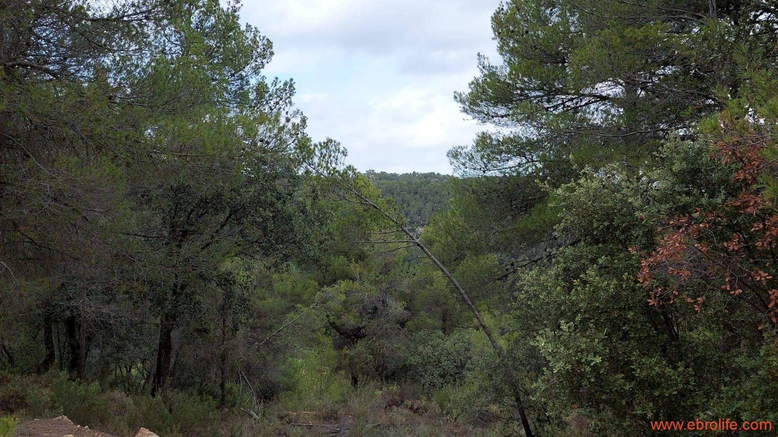 1 bedroom Finca/Country House for sale in Monroyo - € 390,000 (Ref: 8433718)