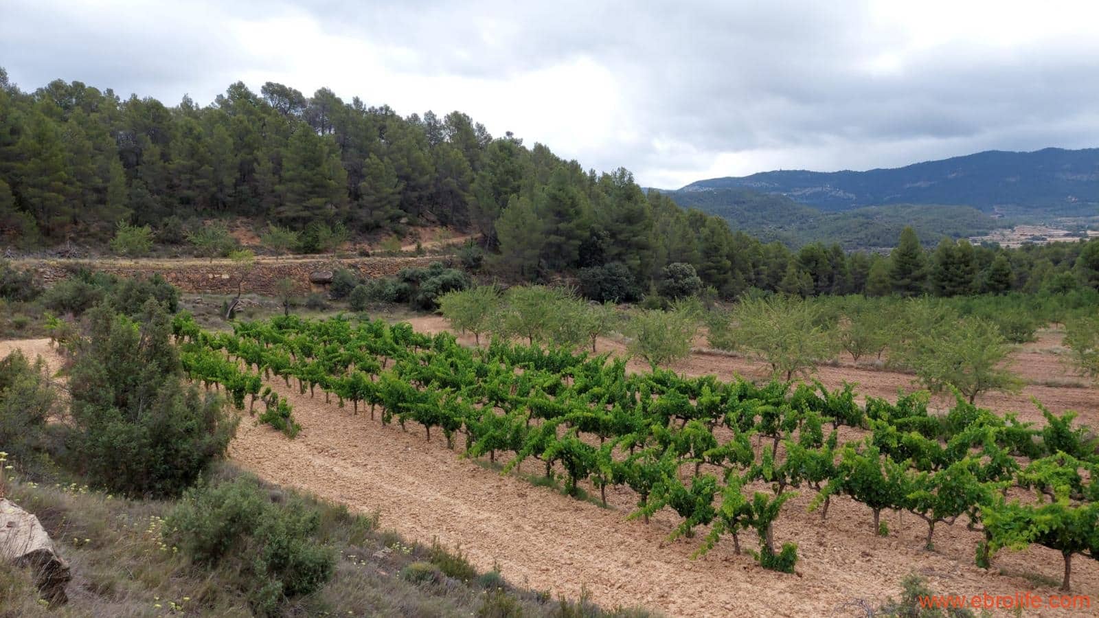 1 bedroom Finca/Country House for sale in Monroyo - € 390,000 (Ref: 8433718)