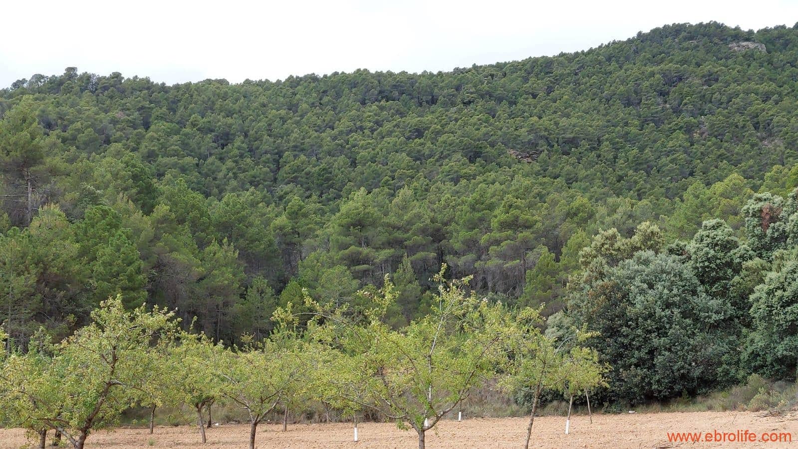 1 bedroom Finca/Country House for sale in Monroyo - € 390,000 (Ref: 8433718)