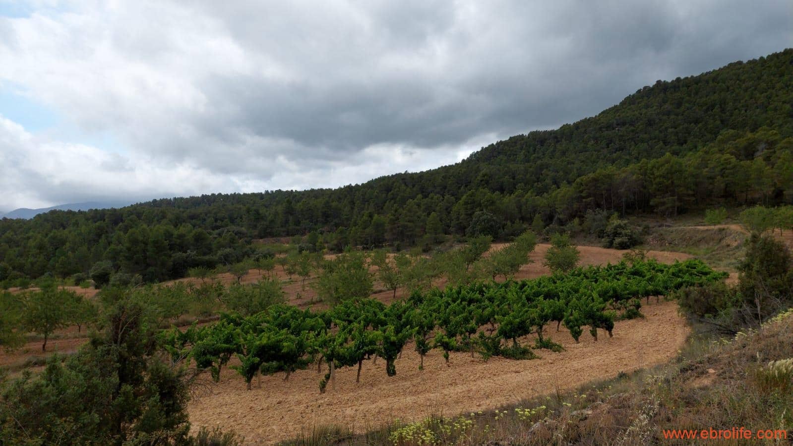 1 bedroom Finca/Country House for sale in Monroyo - € 390,000 (Ref: 8433718)