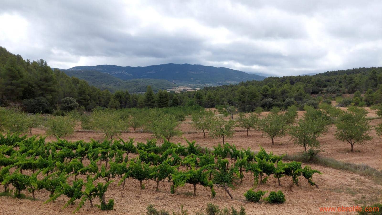 1 bedroom Finca/Country House for sale in Monroyo - € 390,000 (Ref: 8433718)