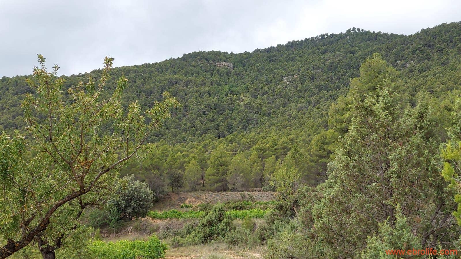 1 bedroom Finca/Country House for sale in Monroyo - € 390,000 (Ref: 8433718)