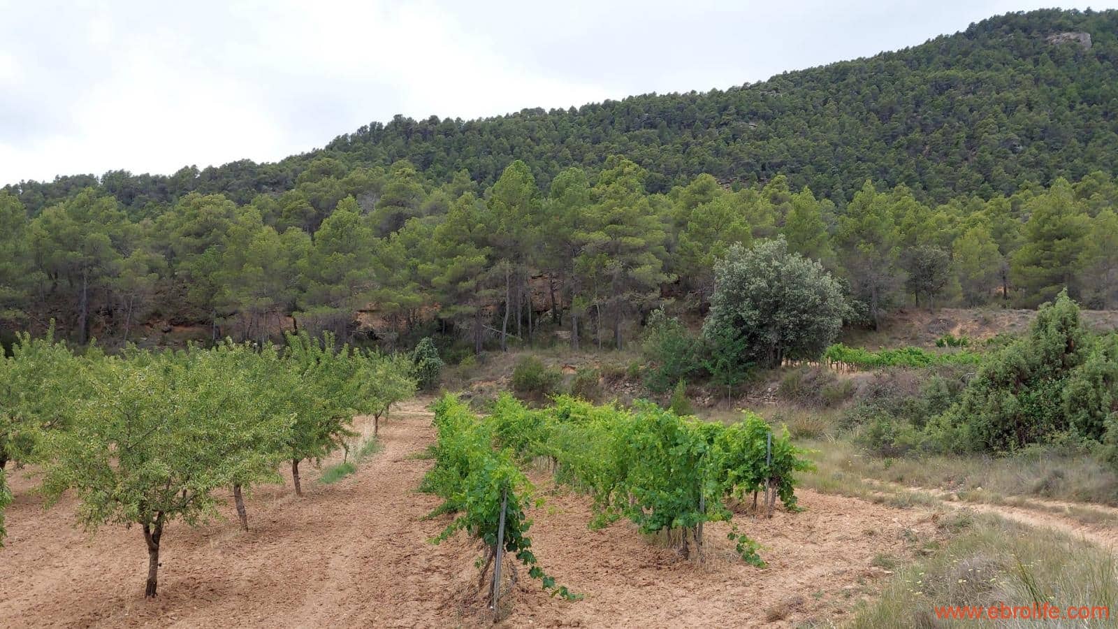 1 bedroom Finca/Country House for sale in Monroyo - € 390,000 (Ref: 8433718)