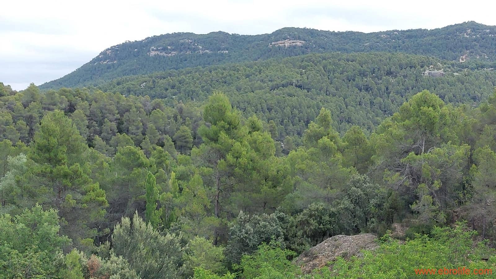 1 bedroom Finca/Country House for sale in Monroyo - € 390,000 (Ref: 8433718)