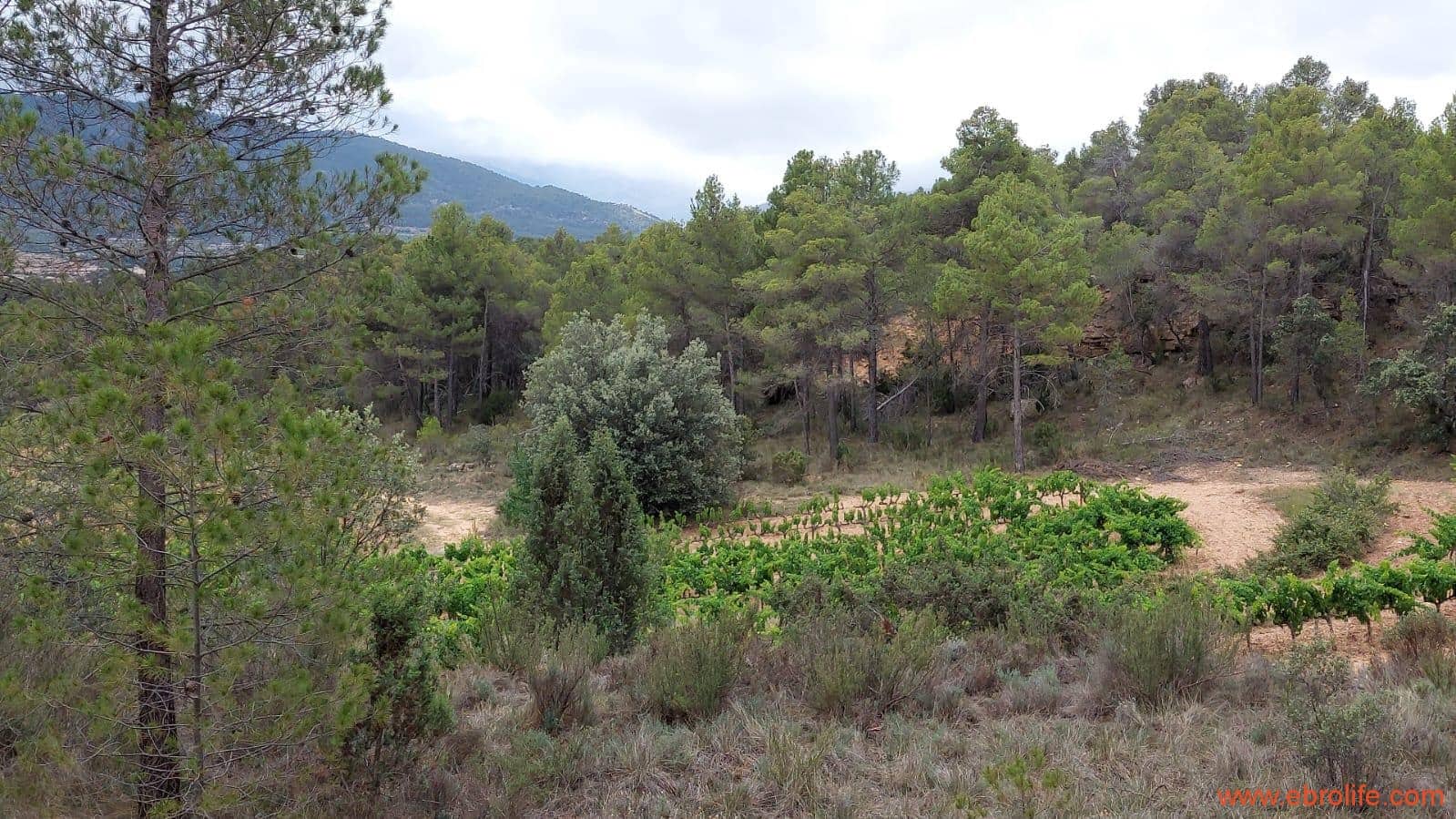 1 bedroom Finca/Country House for sale in Monroyo - € 390,000 (Ref: 8433718)