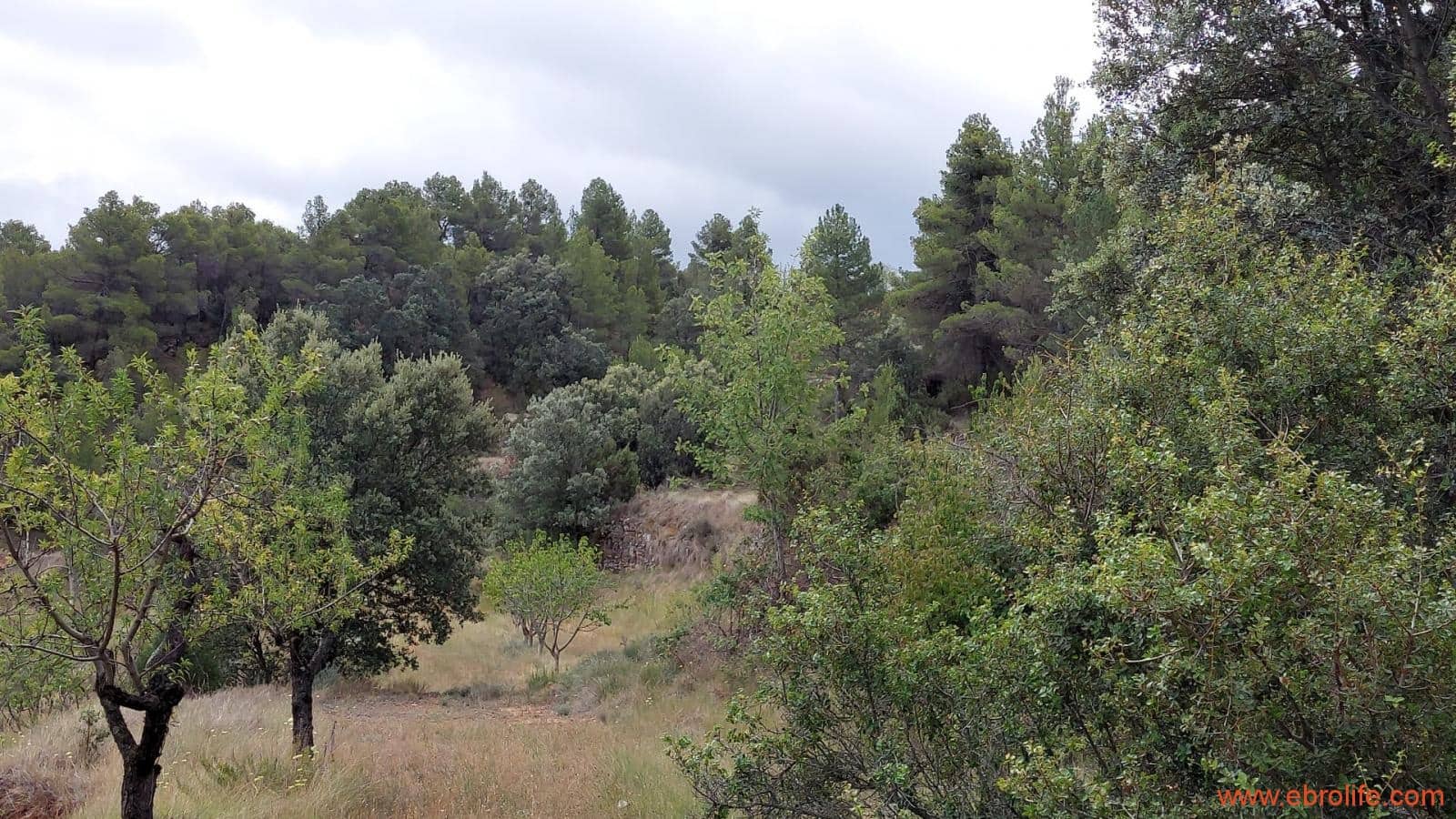 1 bedroom Finca/Country House for sale in Monroyo - € 390,000 (Ref: 8433718)