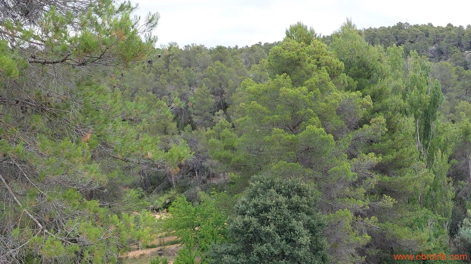 1 bedroom Finca/Country House for sale in Monroyo - € 390,000 (Ref: 8433718)