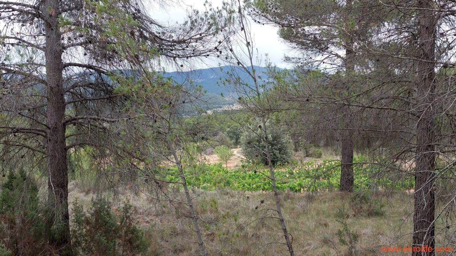 1 bedroom Finca/Country House for sale in Monroyo - € 390,000 (Ref: 8433718)