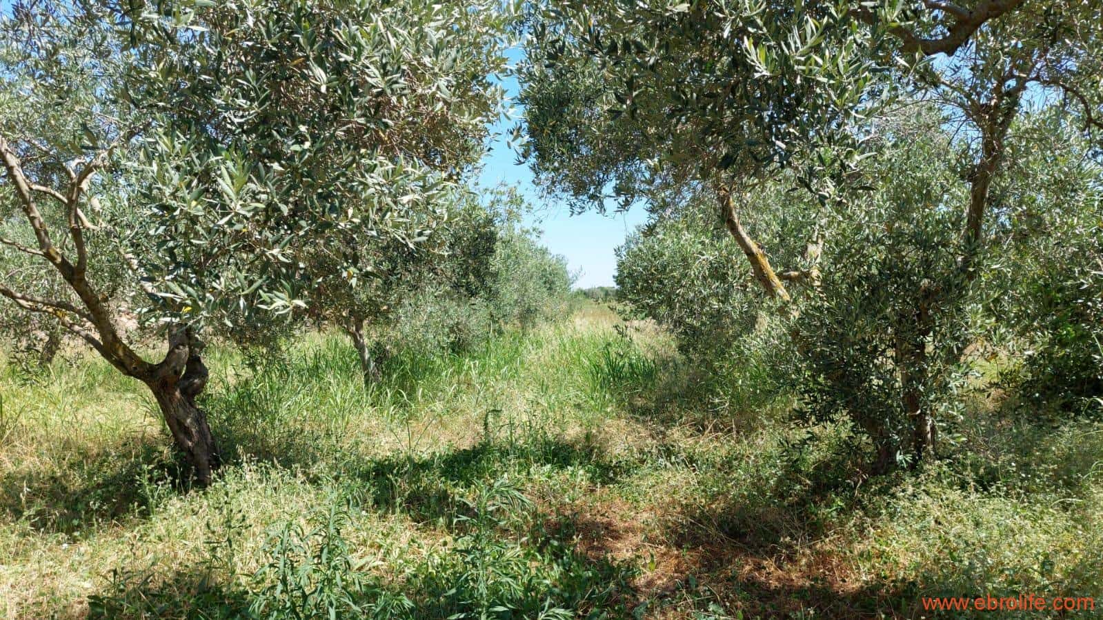 2 soveværelse Finca/Landehus til salg i Caspe - € 120.000 (Ref: 8527865)