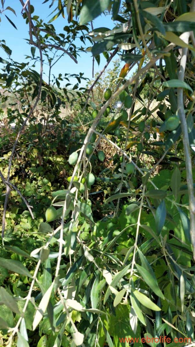 2 soveværelse Finca/Landehus til salg i Caspe - € 120.000 (Ref: 8527865)