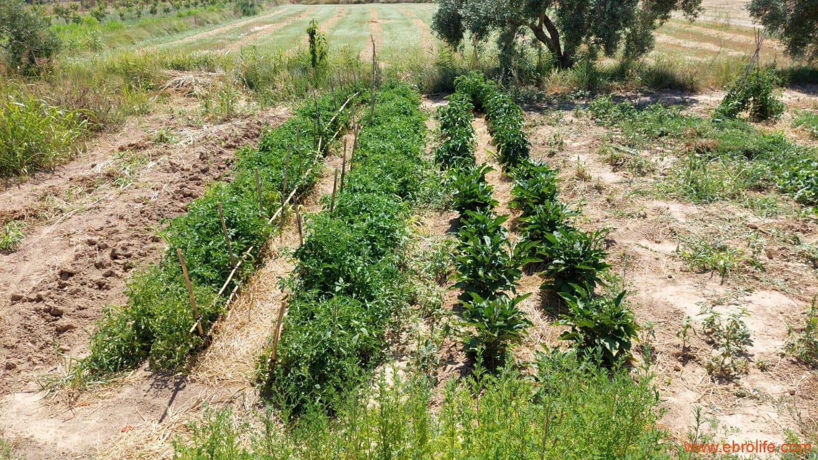 2 soveværelse Finca/Landehus til salg i Caspe - € 120.000 (Ref: 8527865)