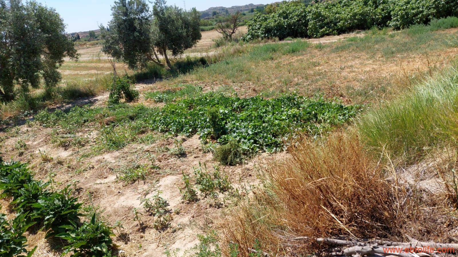 2 soveværelse Finca/Landehus til salg i Caspe - € 120.000 (Ref: 8527865)