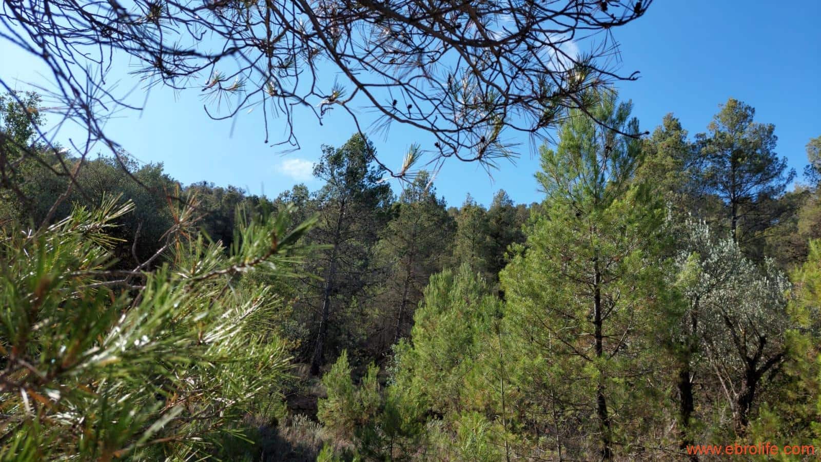 1 soveværelse Finca/Landehus til salg i Fornoles - € 70.000 (Ref: 8539772)