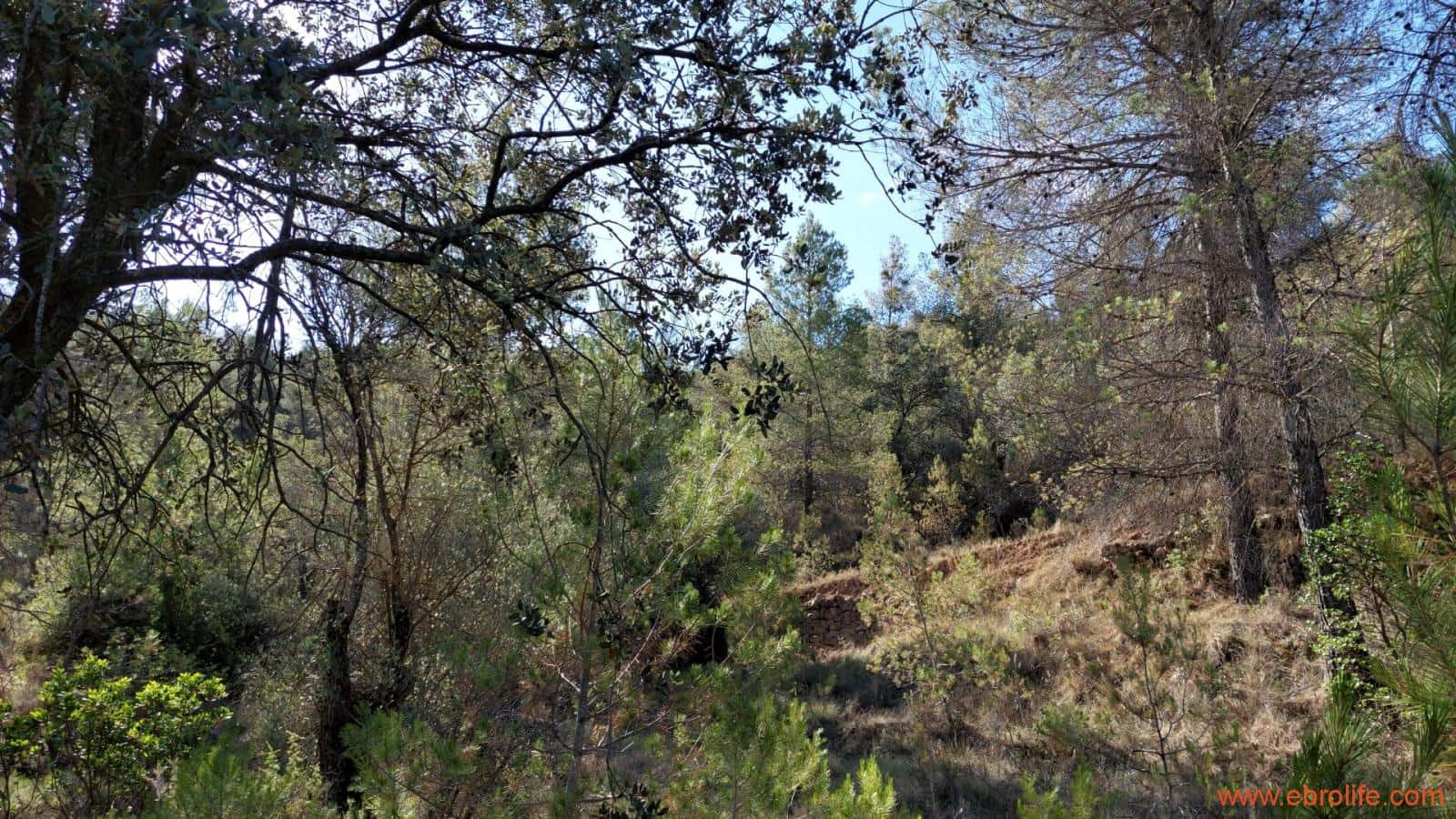 1 soveværelse Finca/Landehus til salg i Fornoles - € 70.000 (Ref: 8539772)