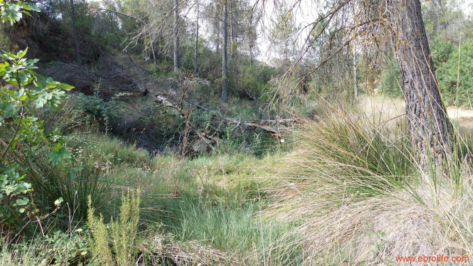 1 soveværelse Finca/Landehus til salg i Fornoles - € 70.000 (Ref: 8539772)