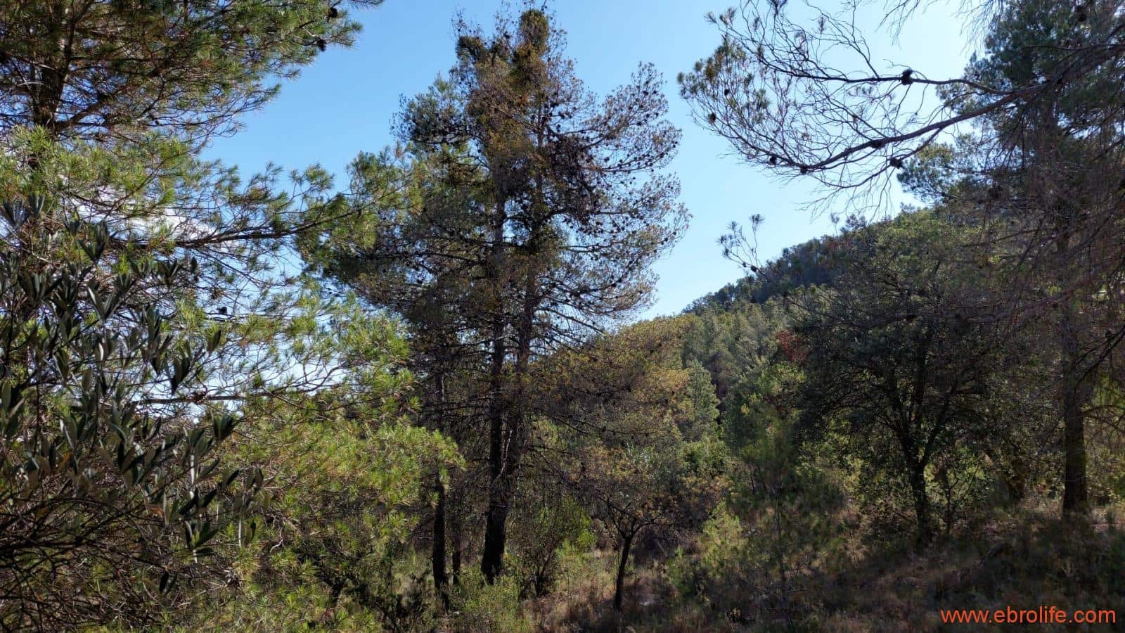 1 soveværelse Finca/Landehus til salg i Fornoles - € 70.000 (Ref: 8539772)