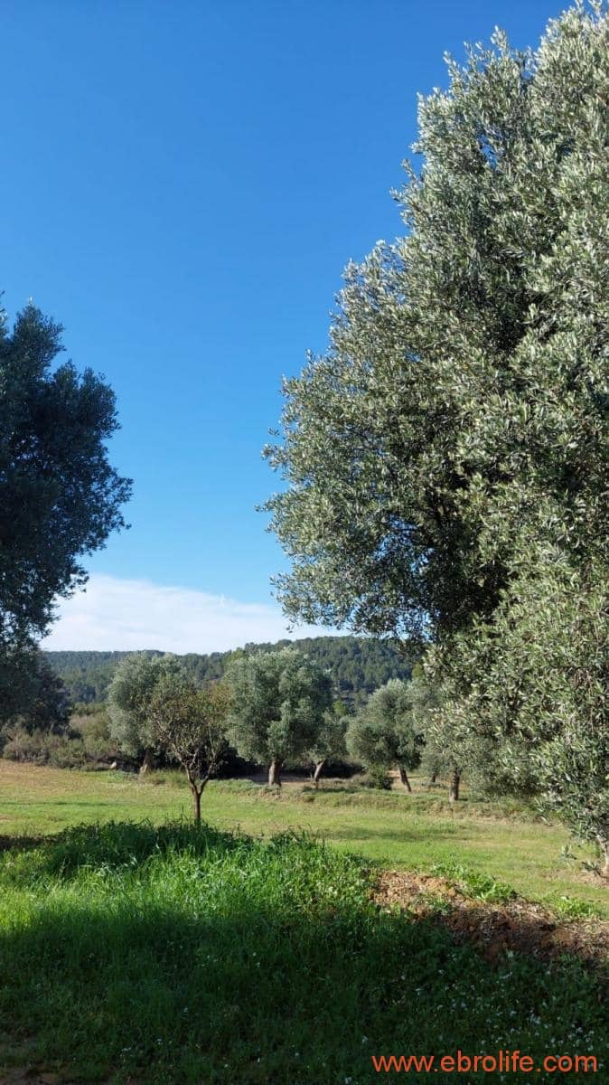 1 soveværelse Finca/Landehus til salg i Mazaleon - € 66.000 (Ref: 8646186)