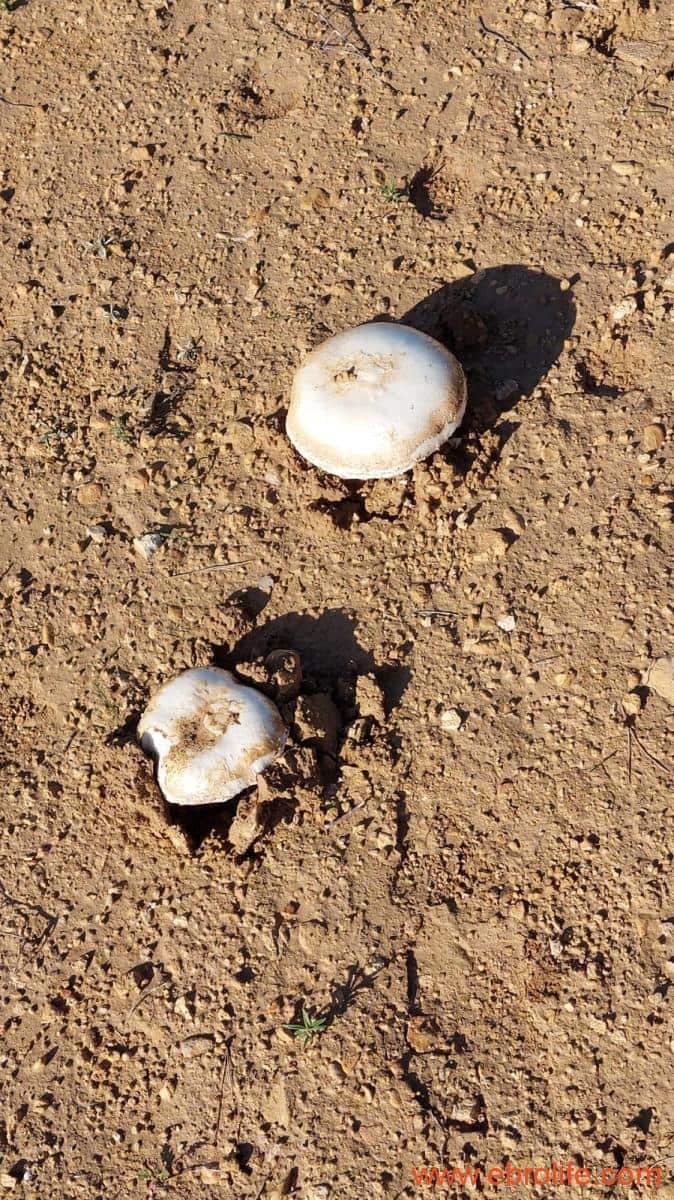 1 soveværelse Finca/Landehus til salg i Mazaleon - € 66.000 (Ref: 8646186)