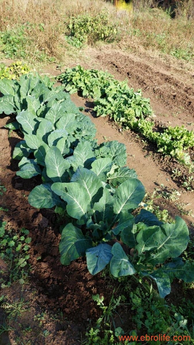 1 soveværelse Finca/Landehus til salg i Mazaleon - € 66.000 (Ref: 8646186)