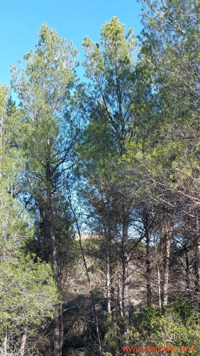 1 soveværelse Finca/Landehus til salg i Mazaleon - € 66.000 (Ref: 8646186)