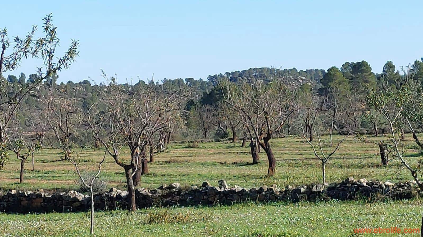 1 soveværelse Finca/Landehus til salg i Mazaleon - € 66.000 (Ref: 8646186)