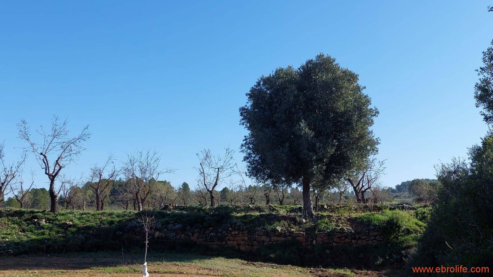 1 soveværelse Finca/Landehus til salg i Mazaleon - € 66.000 (Ref: 8646186)