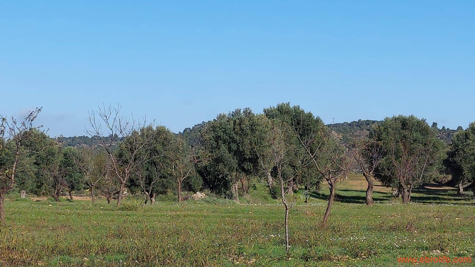 1 soveværelse Finca/Landehus til salg i Mazaleon - € 66.000 (Ref: 8646186)