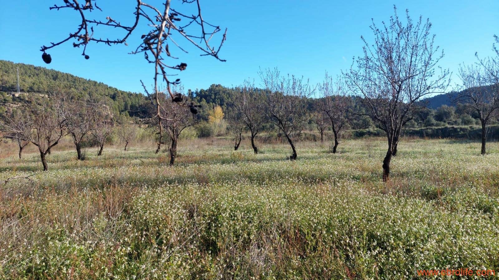 1 slaapkamer Finca/Landhuis te koop in Valderrobres - € 39.000 (Ref: 8673050)