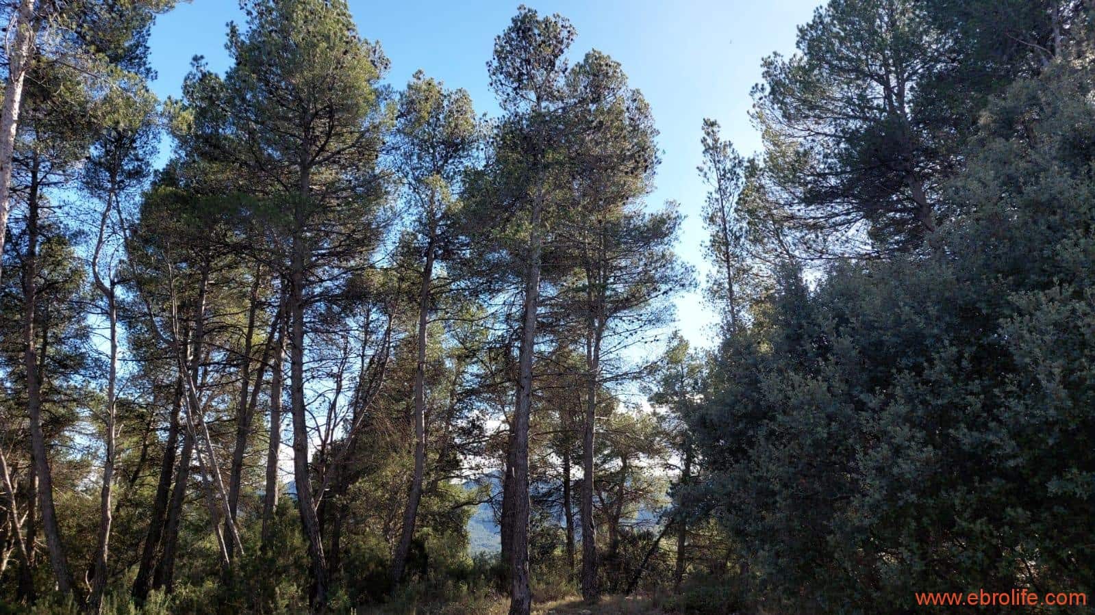 1 soveværelse Finca/Landehus til salg i Monroyo - € 76.000 (Ref: 8673339)