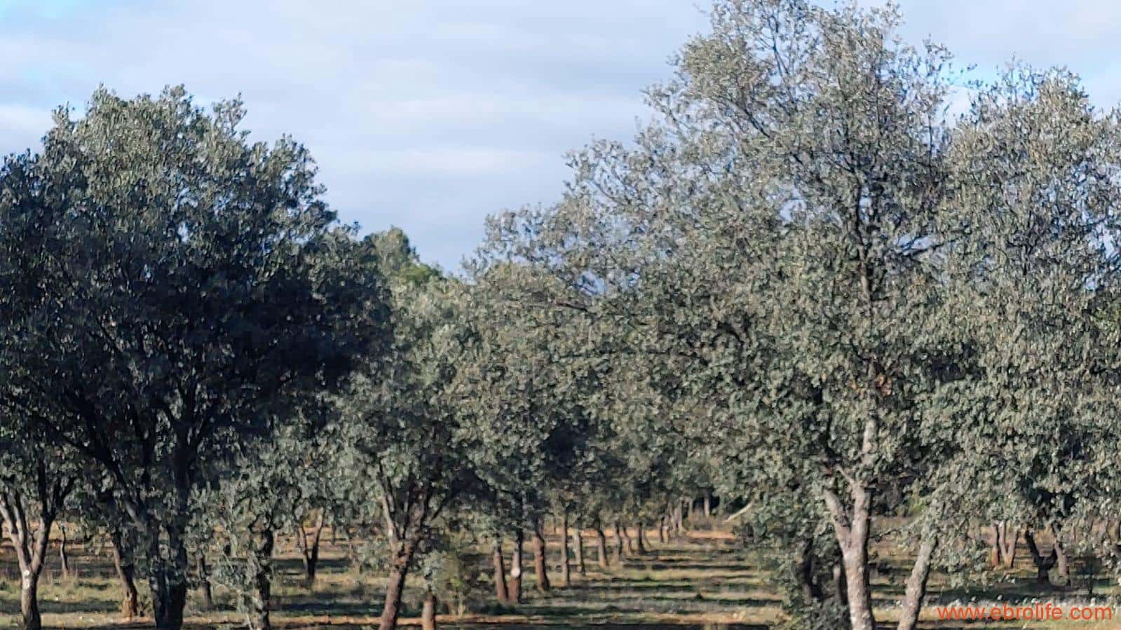 1 soveværelse Finca/Landehus til salg i Monroyo - € 76.000 (Ref: 8673339)