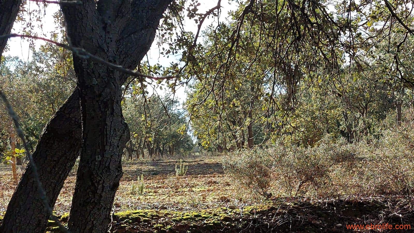 1 soveværelse Finca/Landehus til salg i Monroyo - € 76.000 (Ref: 8673339)