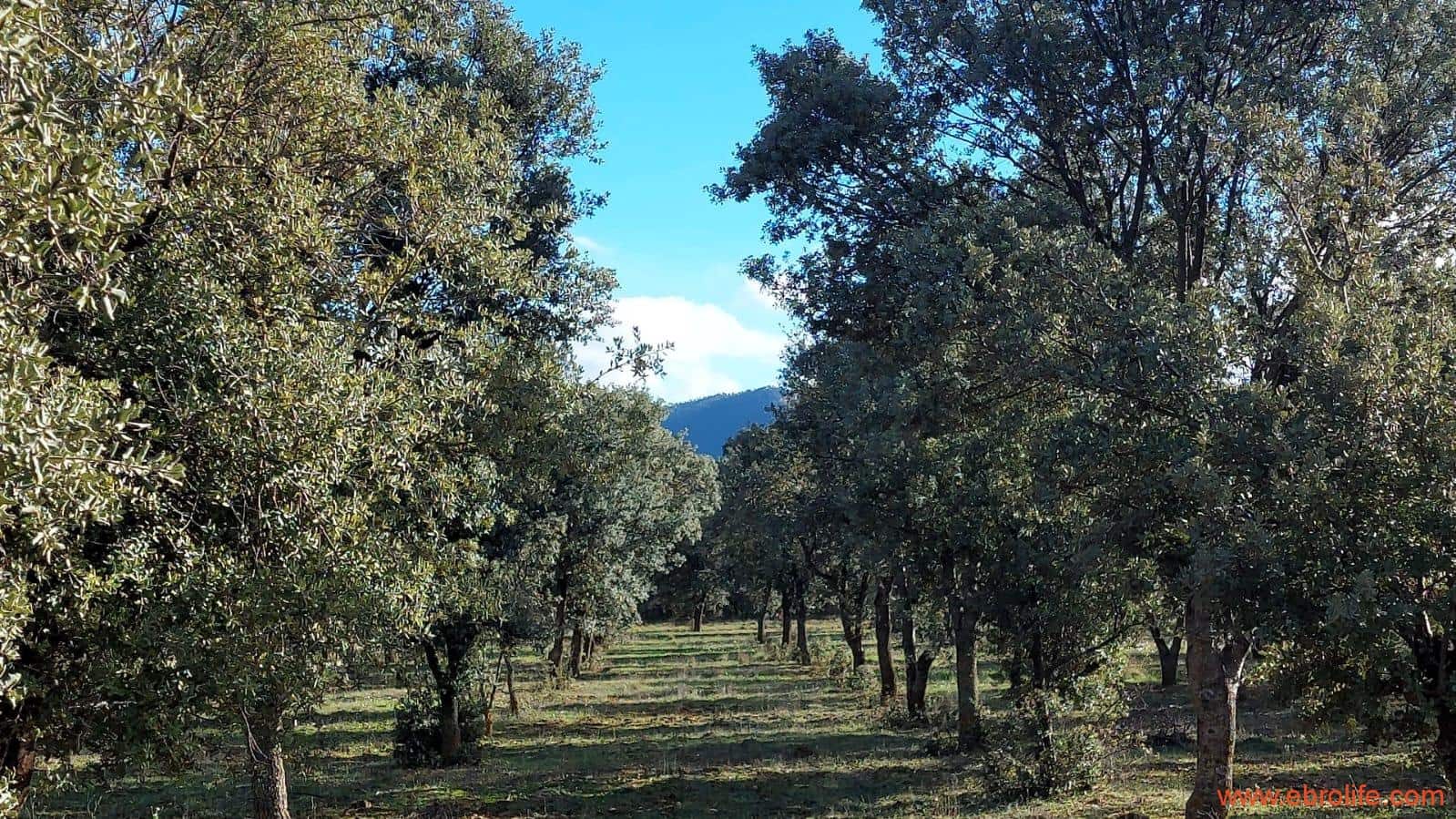 1 soveværelse Finca/Landehus til salg i Monroyo - € 76.000 (Ref: 8673339)