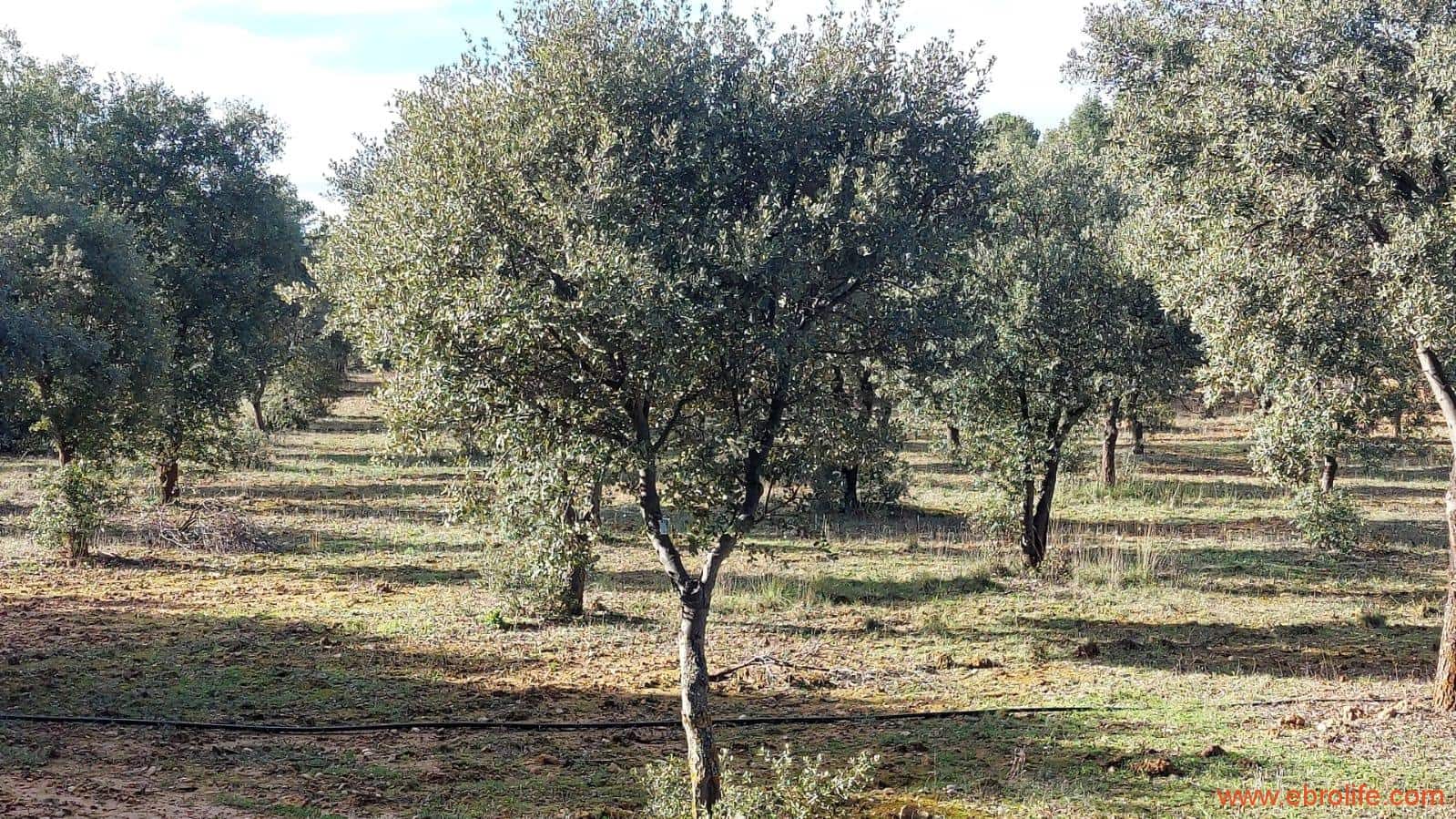 1 soveværelse Finca/Landehus til salg i Monroyo - € 76.000 (Ref: 8673339)