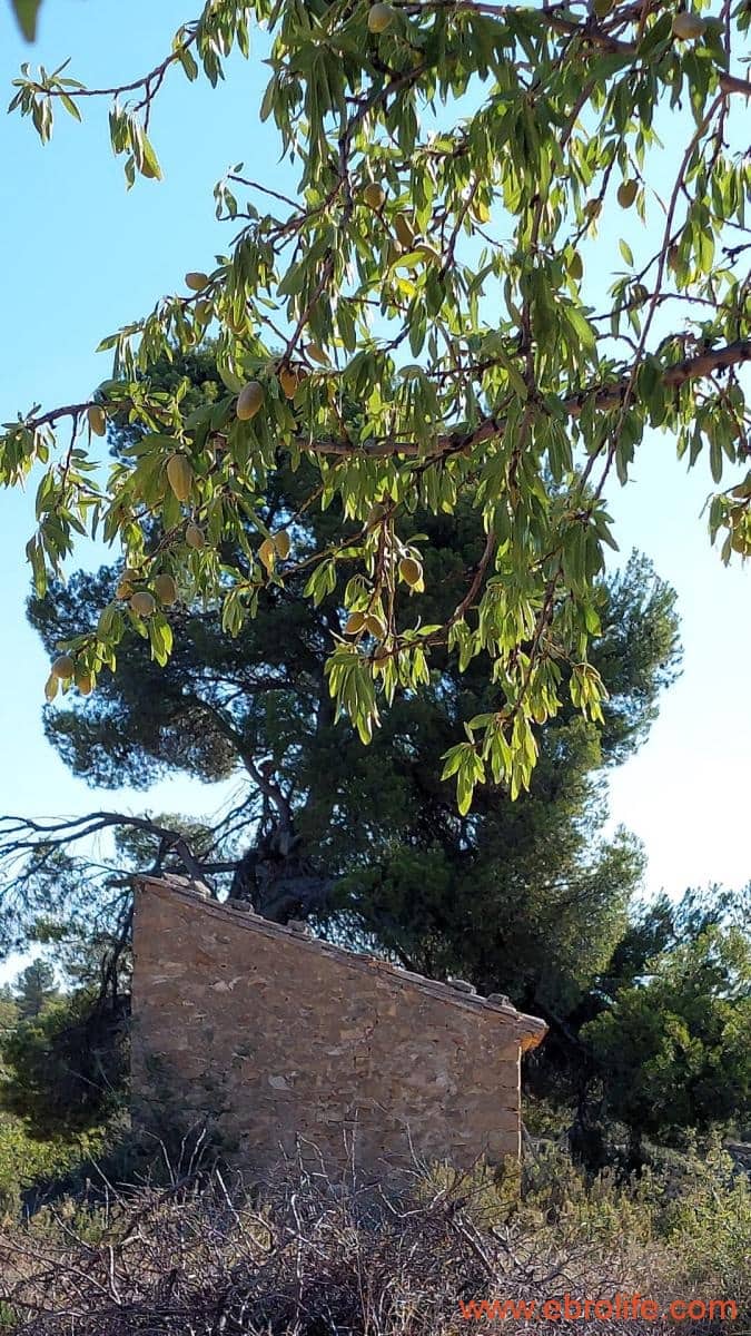 1 soveværelse Finca/Landehus til salg i Mazaleon - € 44.000 (Ref: 8684280)