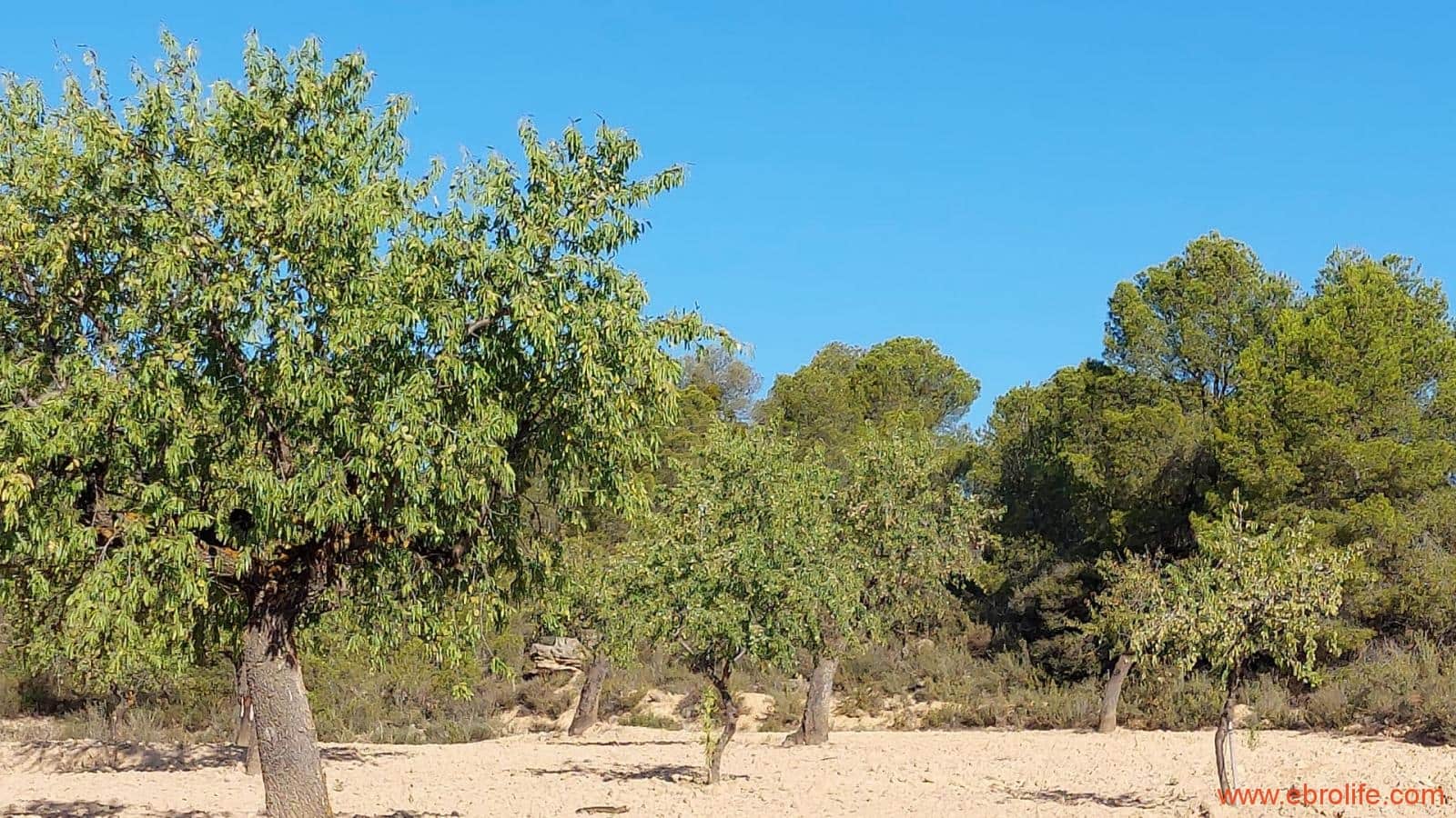 1 soveværelse Finca/Landehus til salg i Mazaleon - € 44.000 (Ref: 8684280)