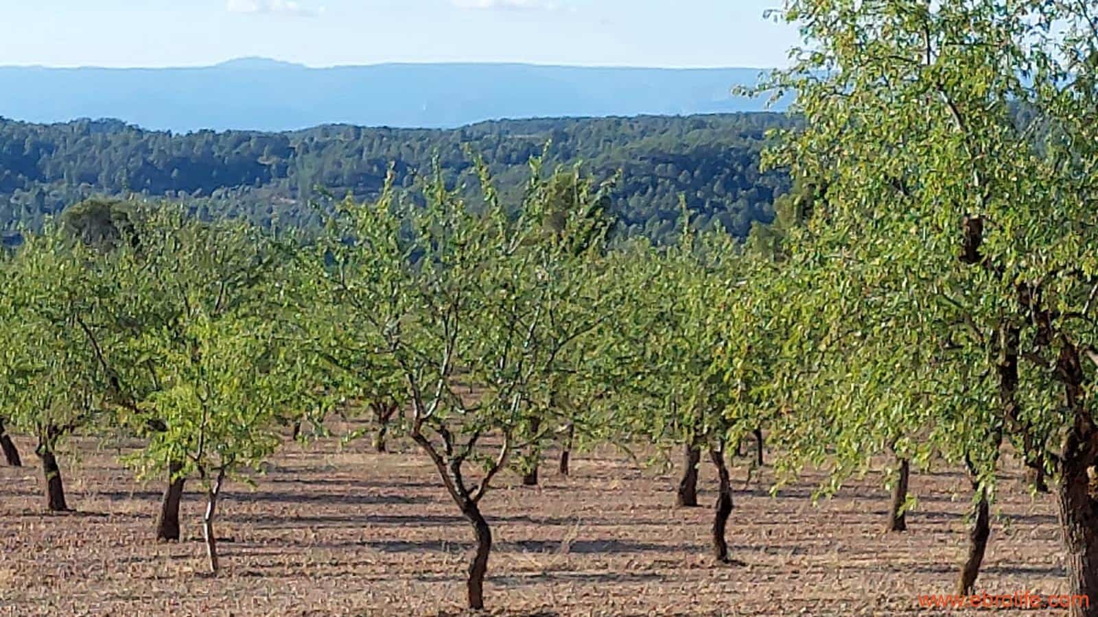 1 soveværelse Finca/Landehus til salg i Mazaleon - € 44.000 (Ref: 8684280)