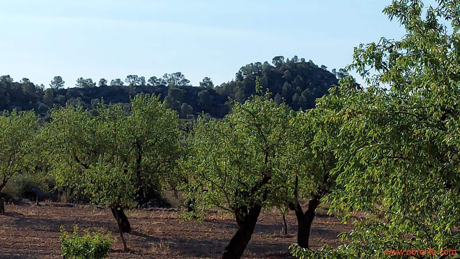 1 soveværelse Finca/Landehus til salg i Mazaleon - € 44.000 (Ref: 8684280)