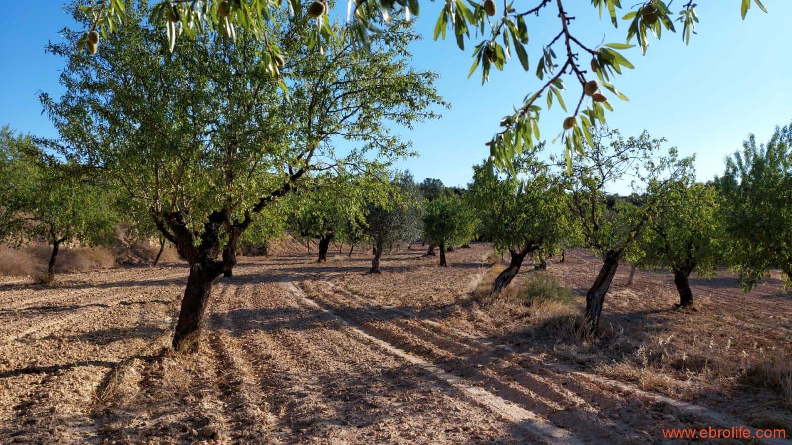 1 soveværelse Finca/Landehus til salg i Mazaleon - € 44.000 (Ref: 8684280)