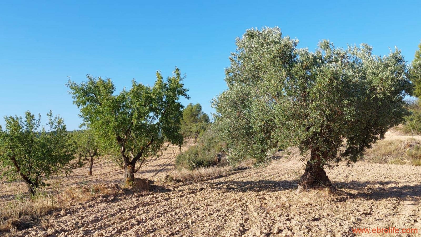 1 soveværelse Finca/Landehus til salg i Mazaleon - € 44.000 (Ref: 8684280)