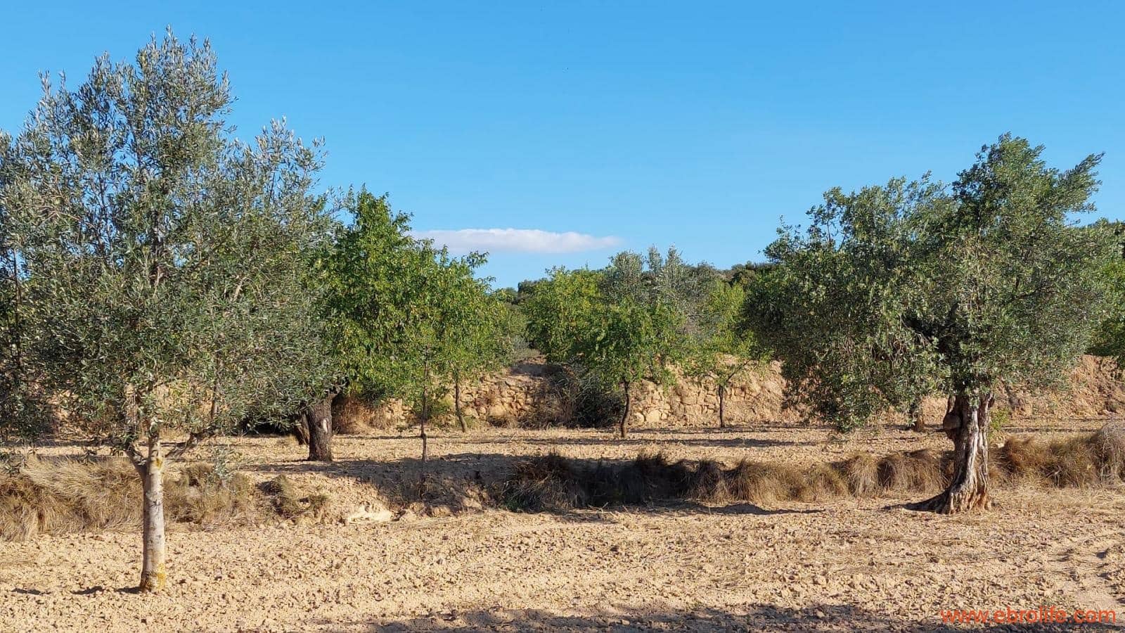 1 soveværelse Finca/Landehus til salg i Mazaleon - € 44.000 (Ref: 8684280)