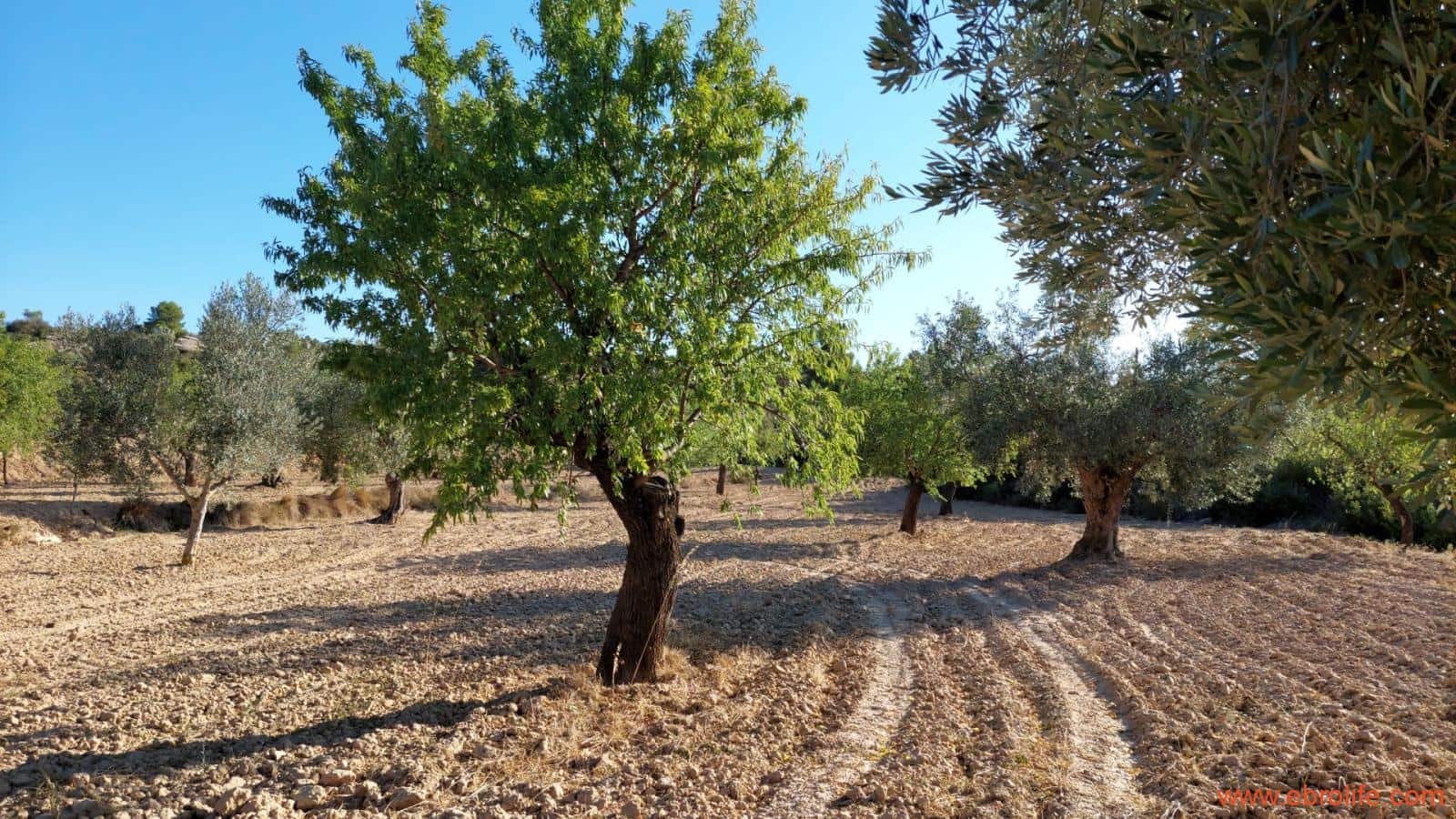 1 soveværelse Finca/Landehus til salg i Mazaleon - € 44.000 (Ref: 8684280)