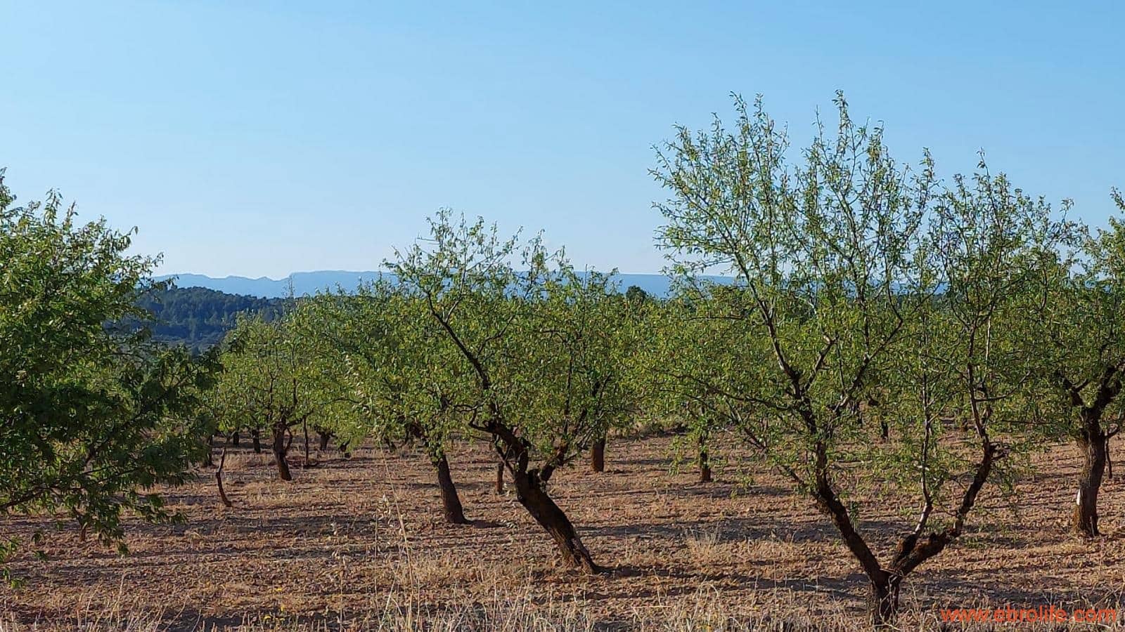 1 soveværelse Finca/Landehus til salg i Mazaleon - € 44.000 (Ref: 8684280)