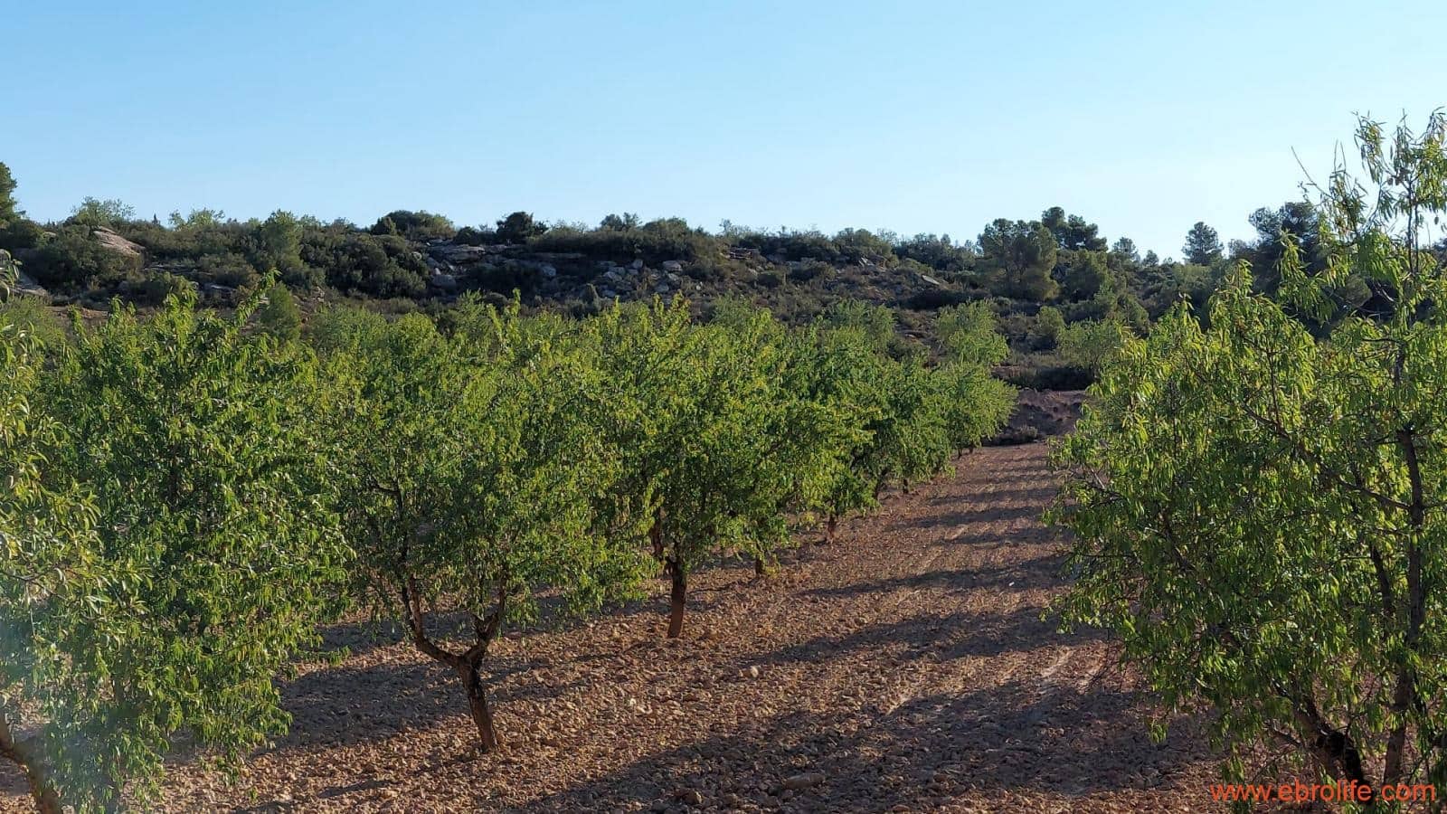 1 soveværelse Finca/Landehus til salg i Mazaleon - € 44.000 (Ref: 8684280)