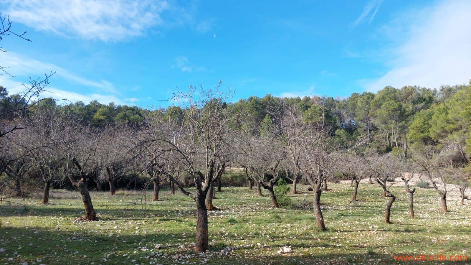 1 slaapkamer Finca/Landhuis te koop in Fuentespalda - € 90.000 (Ref: 8684281)